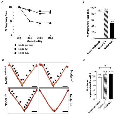 Uterine Nodal expression supports maternal immunotolerance and establishment of the FOXP3+ regulatory T cell population during the preimplantation period